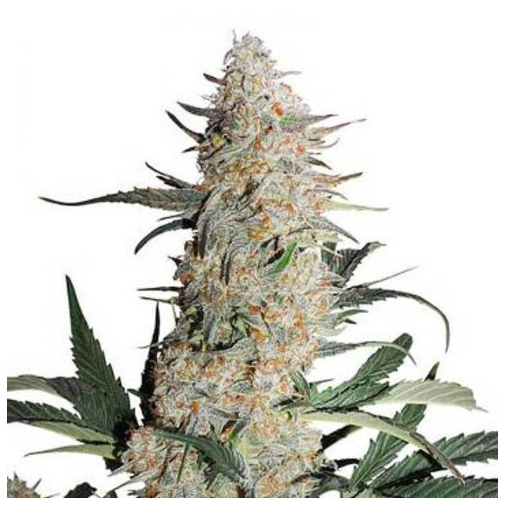 Critical Orange Punch (Dutch Passion)