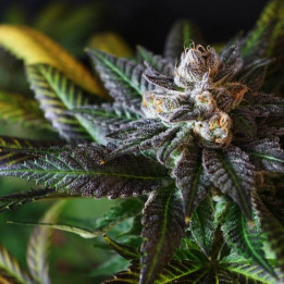 Clementine Kush (Colorado Seed Inc)