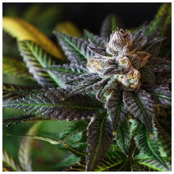 Clementine Kush (Colorado Seed Inc)