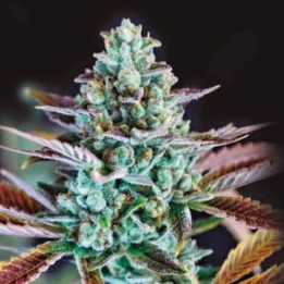 Krishna Kush (Colorado Seed Inc)