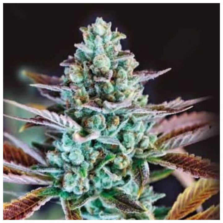 Krishna Kush (Colorado Seed Inc)