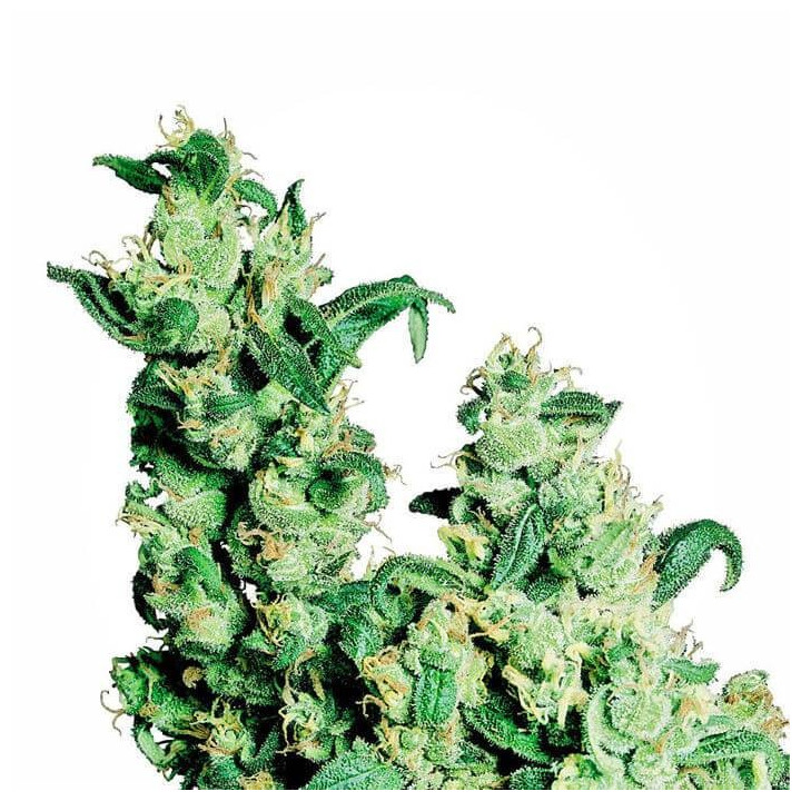 Jack Herer Regular (Sensi Seeds)
