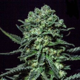 Muse (R-Kiem Seeds)