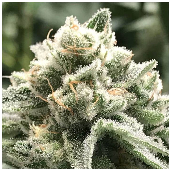 Sublimator (R-Kiem Seeds)