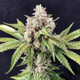 Dead Cheese (R-Kiem Seeds)