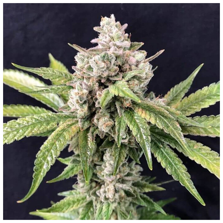 Dead Cheese (R-Kiem Seeds)