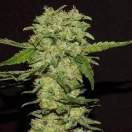 Portela (R-Kiem Seeds)