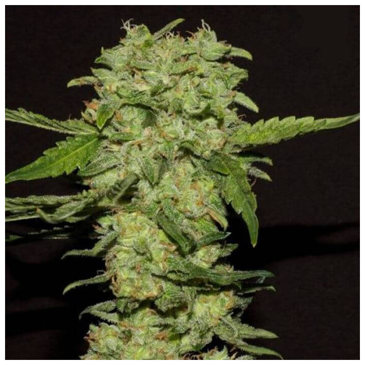 Portela (R-Kiem Seeds)