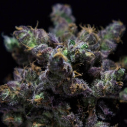 Harybo (R-Kiem Seeds)