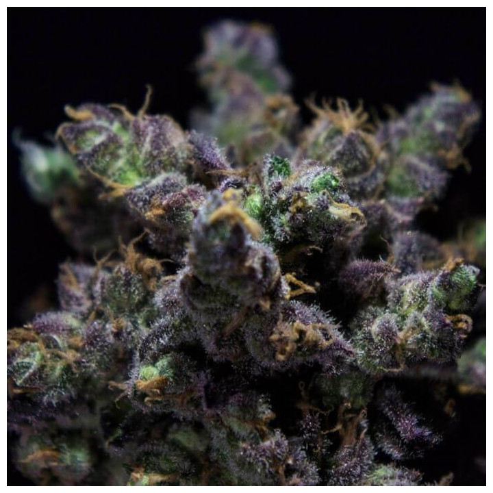 Harybo (R-Kiem Seeds)