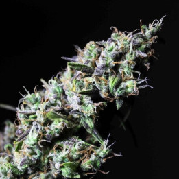 Icer (R-Kiem Seeds)