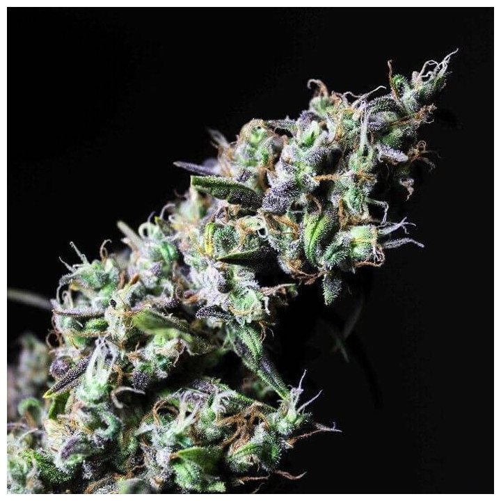 Icer (R-Kiem Seeds)