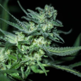 Eli (R-Kiem Seeds)