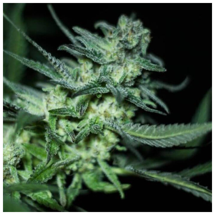 Eli (R-Kiem Seeds)