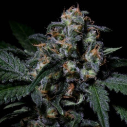 Negra 44 (R-Kiem Seeds)