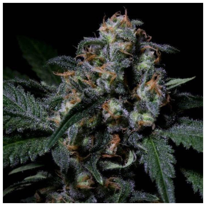 Negra 44 (R-Kiem Seeds)