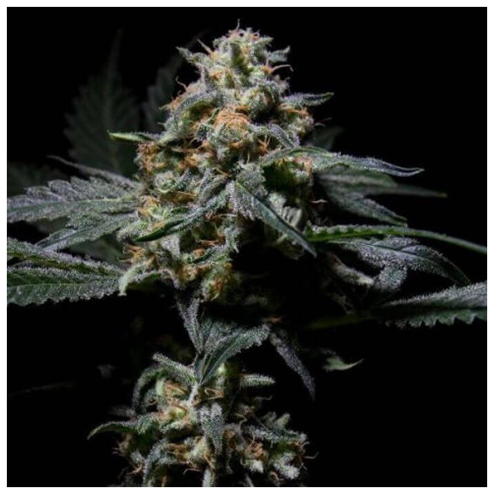 R-Kiem (R-Kiem Seeds)