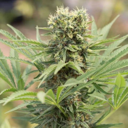 Dedoverde Haze (Humboldt Seeds)