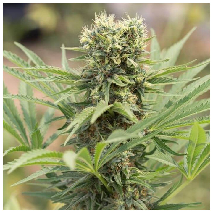 Dedoverde Haze (Humboldt Seeds)