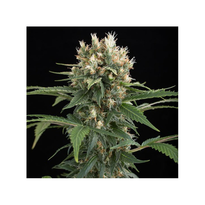 Blue Thai (Dinafem)
