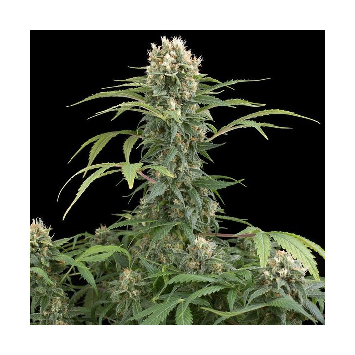 Blue Thai (Dinafem)