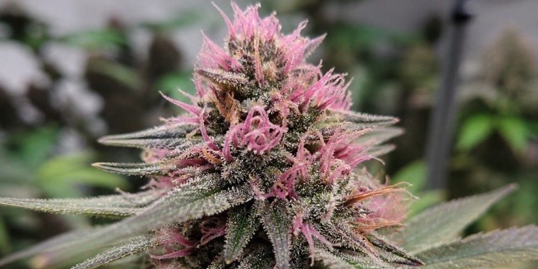 Marihuana rosa: semillas y variedades con tonos rosados