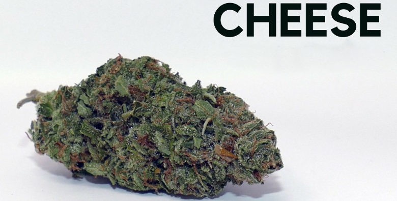Marihuana Cheese: Historia y variedades representativas