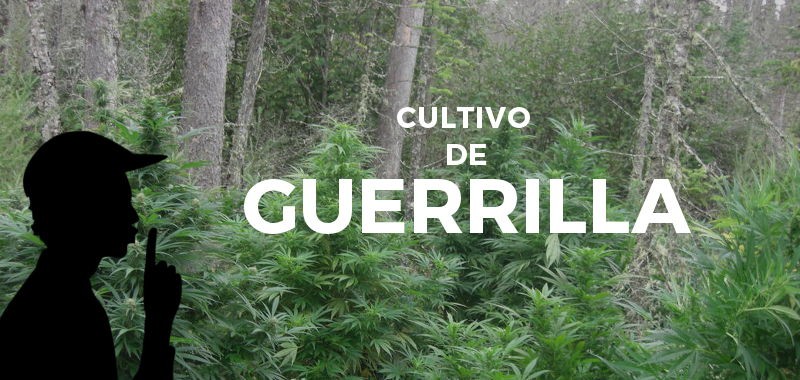 Manual para el cultivo de guerrilla con marihuana