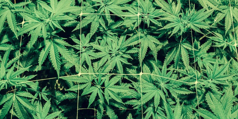 Plantas madre para el cultivo de cannabis