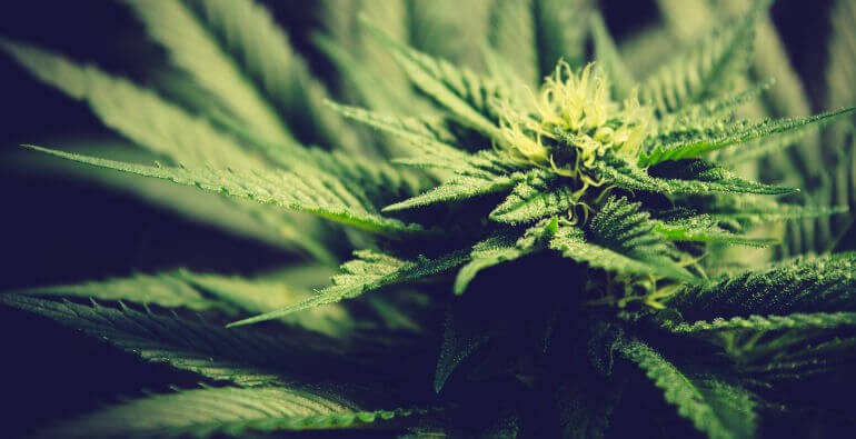 Historia de la variedad Moby Dick
