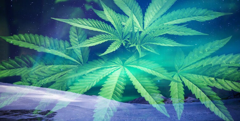 Variedades ideales para cultivar en el norte de España - MEJORES CEPAS