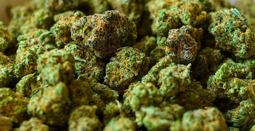 Qué es el THC, el CBD y el BHO - Guía definitiva 