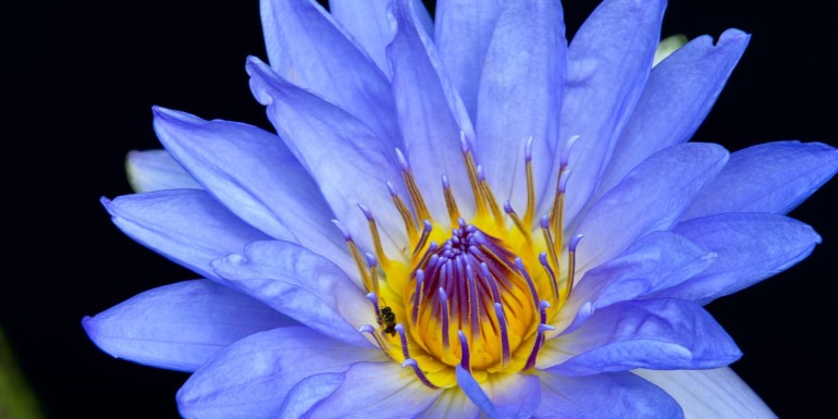 El Loto Azul