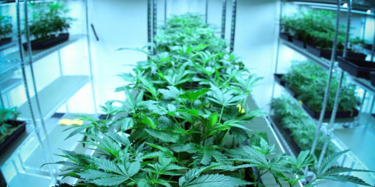 Microcultivos de marihuana: Calidad en espacios mínimos