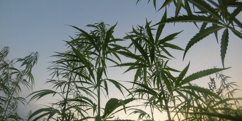 Cuándo y cómo sacar las plantas de marihuana a exterior