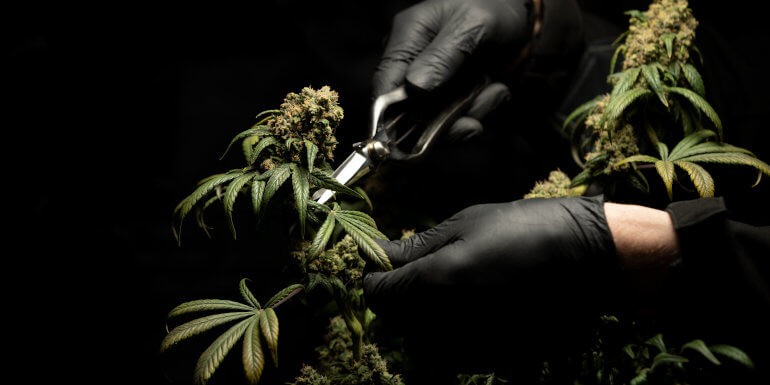 Podar Marihuana | Todo lo que necesitas saber