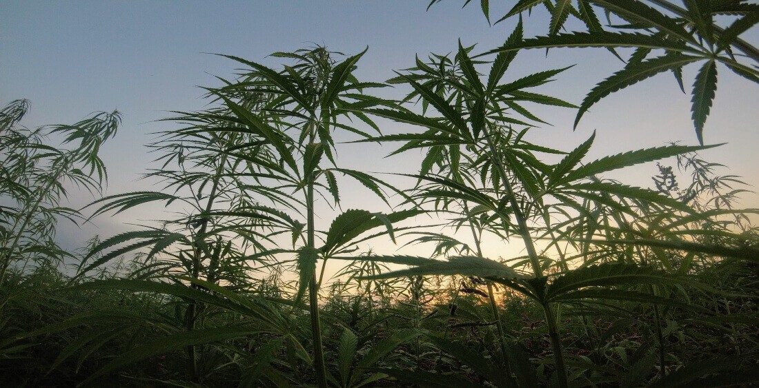 Guía completa de cultivo en terrazas y balcones