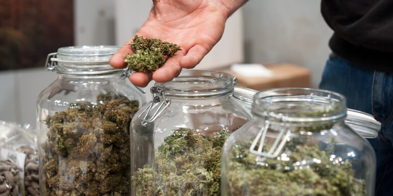 Clases y Tipos de Marihuana | Todo lo que debes saber