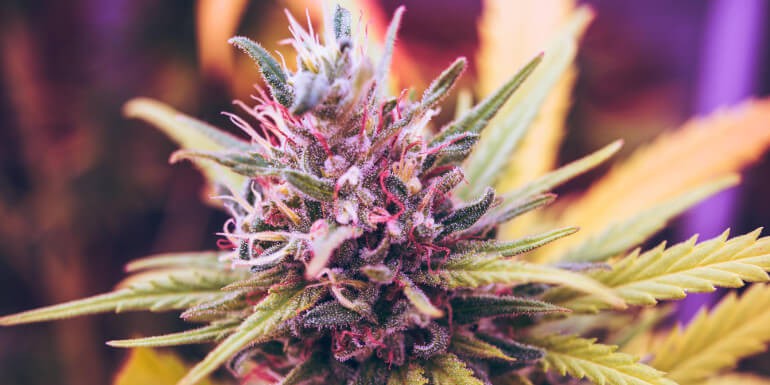 Estas son las partes de un cogollo de marihuana