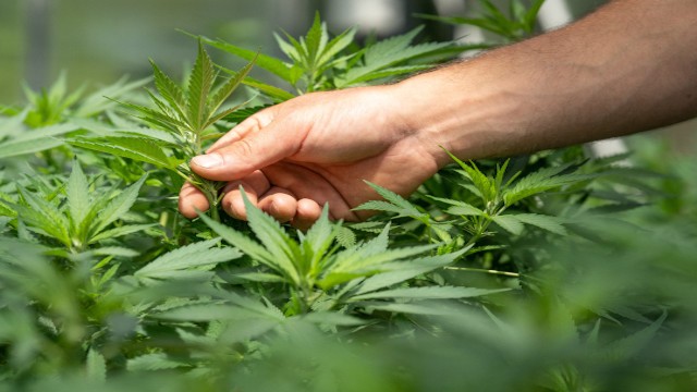Guía de cultivo de marihuana para novatos