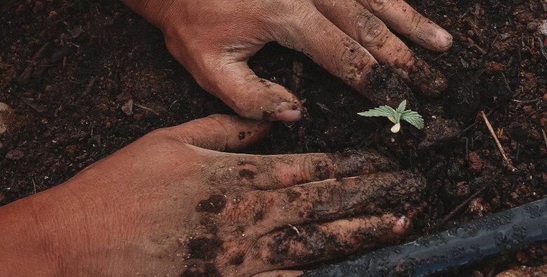 Manual de cultivo para marihuana (todo lo que debes saber)