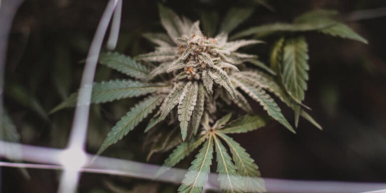 Las 10 variedades de marihuana más resistentes