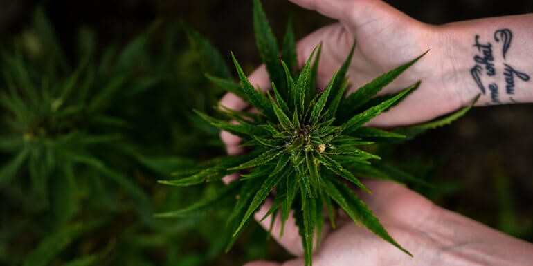Diferencias entre marihuana macho y hembra