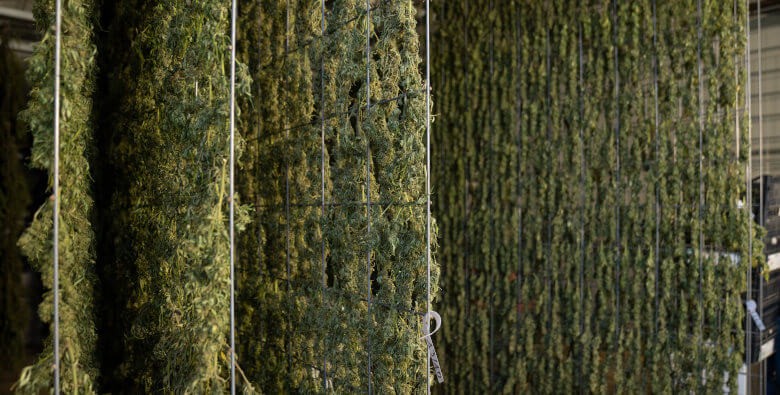 ¿Cómo hacer un cultivo de marihuana vertical?