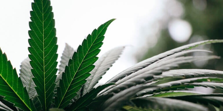 Cultivo de marihuana hidropónica en exterior