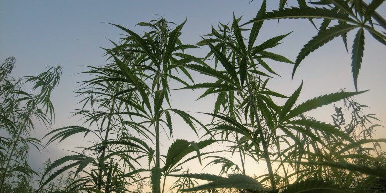 Espigamiento en la marihuana: Cómo evitarlo