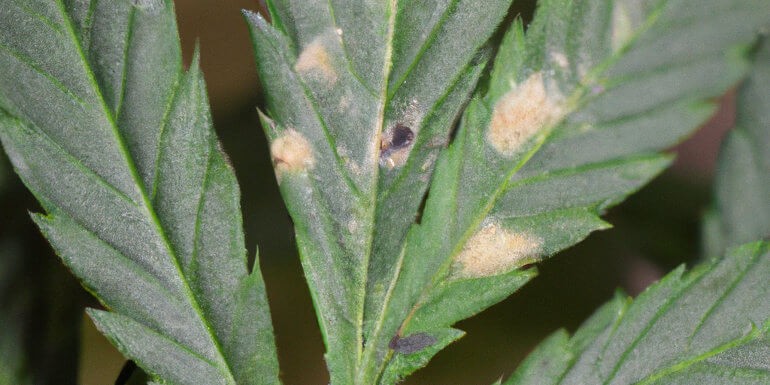 Cómo reconocer y tratar una plaga en tu cultivo de marihuana